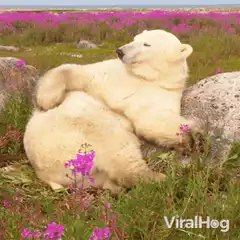 Polar bear relaxing in flowers