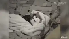 Cat with tongue sticking out