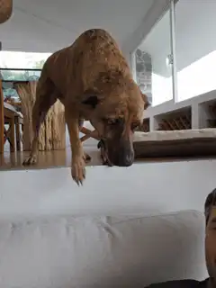 Dog licking couch cushion