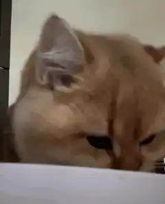 Cat meowing and looking surprised