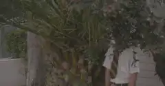 Man peeks from behind bushes