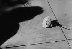 Hand shadow reaches for flower