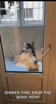 Husky scratching at glass door for dinner