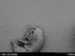 Zooming into a microscopic organism