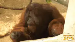 Orangutan eating in enclosure