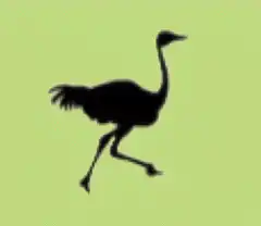 Running ostrich silhouette