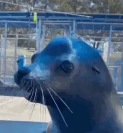 Seal blinking and looking around