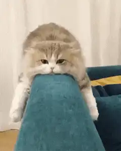 Fluffy cat resting on sofa arm
