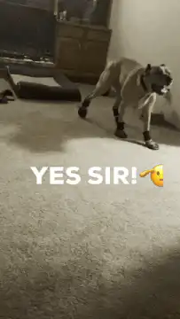 dog yes sir salute