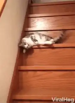 cat sliding down wooden stairs