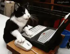 cat typing on laptop