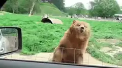 Bear waving hello from car window