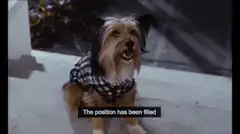 The position has been filled dog