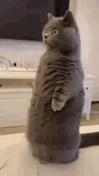 Grey cat standing on hind legs