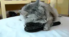 cat sleeping on hairbrush