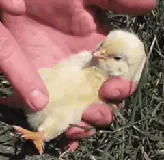 person petting a baby chick
