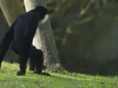 Gibbon mating on grass