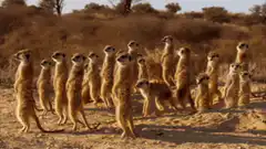 meerkats standing in a line
