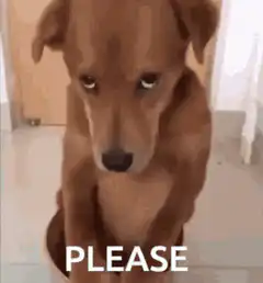 Sad puppy begging with please text