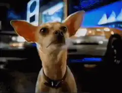 It's crazy big chihuahua