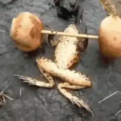 Frog lifting weights then flexing muscles