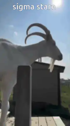 sigma stare goat