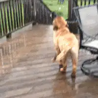dog shaking off rain on deck
