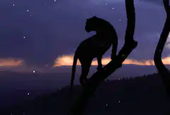 Silhouette of a panther on a branch at night