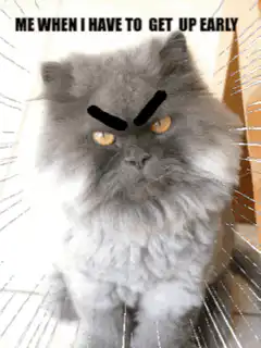 angry cat me when i have to get up early