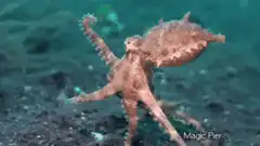 Octopus walking on ocean floor