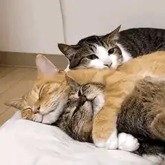 Three cats cuddling and stretching