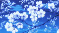 Glowing white cherry blossoms on dark branches
