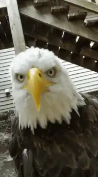 Bald eagle looking around suspiciously