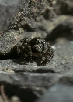 Jumping spider on a rock