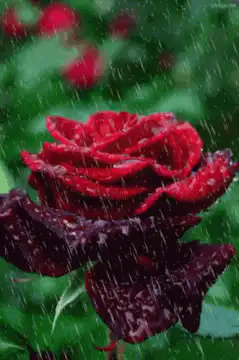 Red rose in the rain