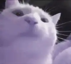 White cat head tilt and blink