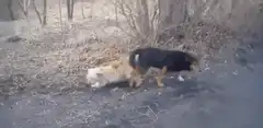 dog dragging another dog