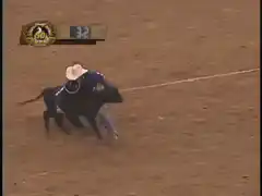 Rodeo calf roping tie down