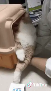 Cat squished in carrier