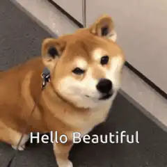 Shiba Inu Dog Hello Beautiful