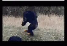 Chimpanzee eating oranges