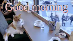 Good morning cat zooming in