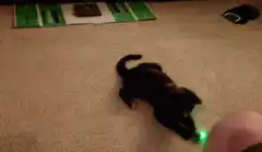 Cat chasing green laser pointer