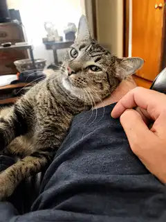Tabby cat gets chin scratches