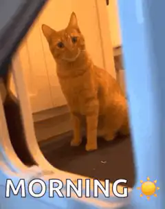 Orange cat tilting head morning