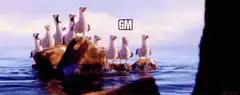 seagulls saying gm