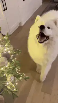 Happy fluffy white dog near Christmas tree
