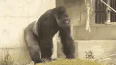 Gorilla chest beating