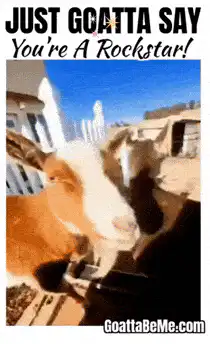 Just Goatta Say You're A Rockstar Goat