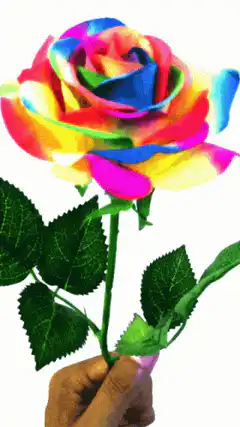 Rainbow rose turns black and white